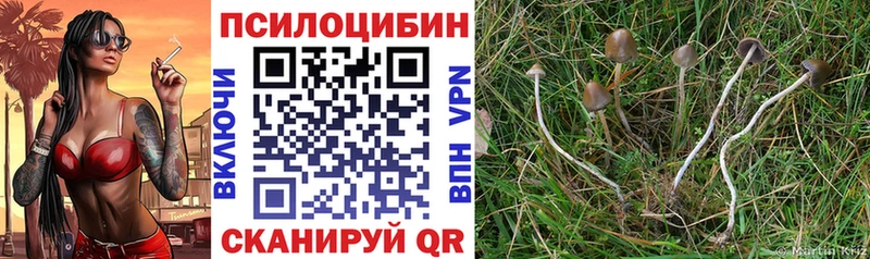 Галлюциногенные грибы Psilocybe Меленки